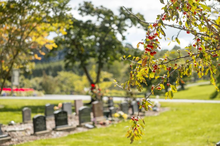 View of Charlton Park Cemetery with vibrant greenery, gravestones in the background, and a branch of red berries in the foreground.